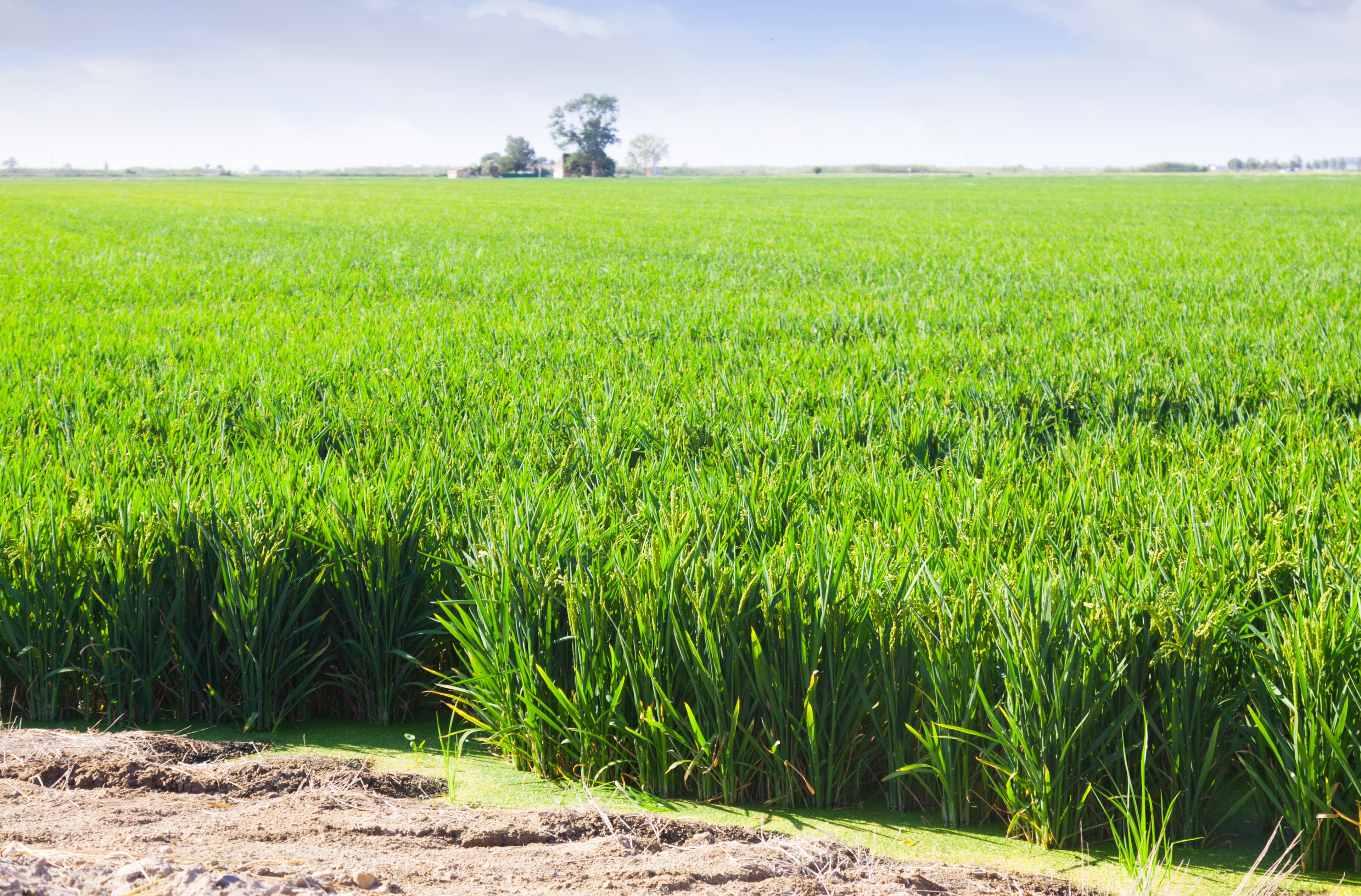 Lush green rice fields