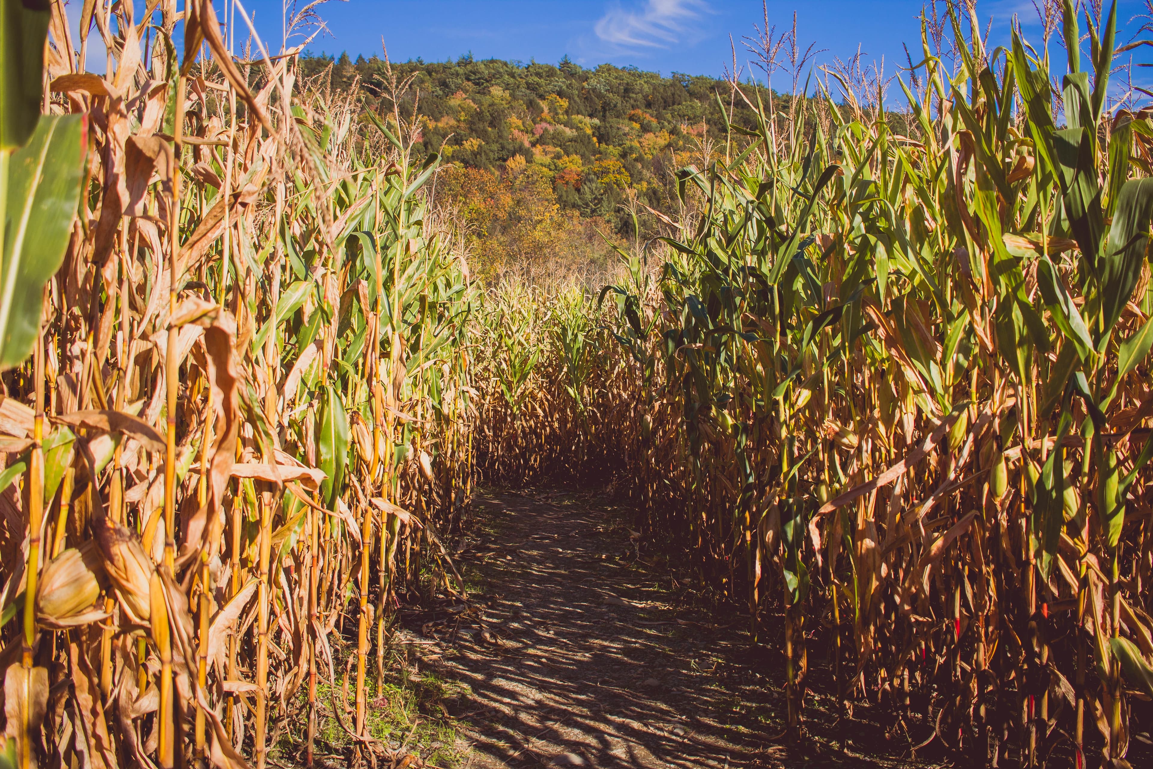 Agricultural landscape